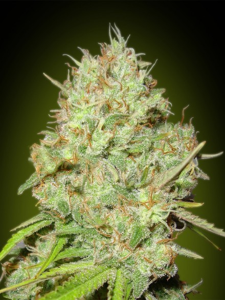 SHARK WIDOW 1 Seme Femm Advanced Seeds Santaplanta Grow Shop