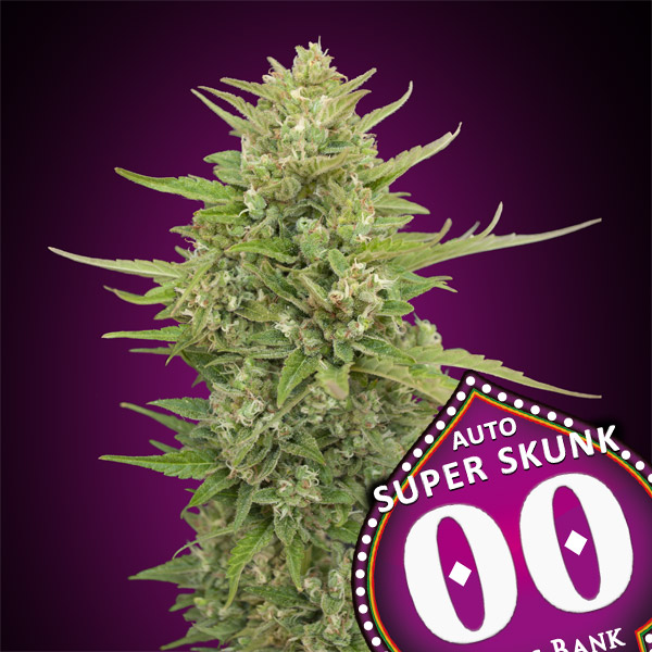 Auto Super Skunk Semi Femm Seeds Santaplanta Grow Shop