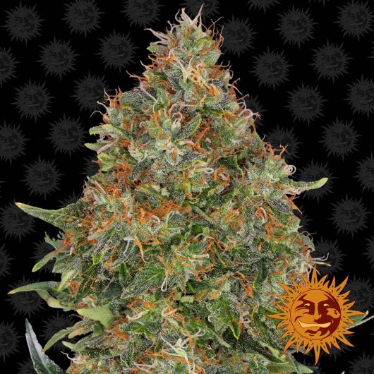 AUTO PINEAPPLE EXPRESS 5 semi femm Barney's Farm Santaplanta Grow Shop