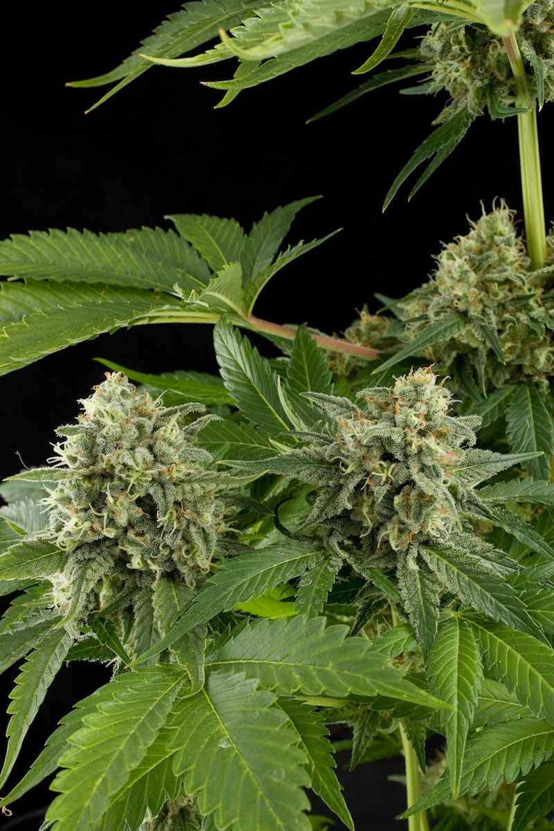 Semi di Cannabis dal THC alto - Dinafem Seeds