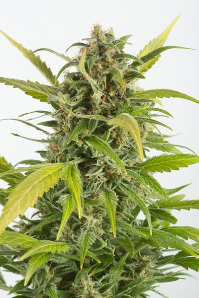 Semi di Cannabis dal THC alto - Dinafem Seeds