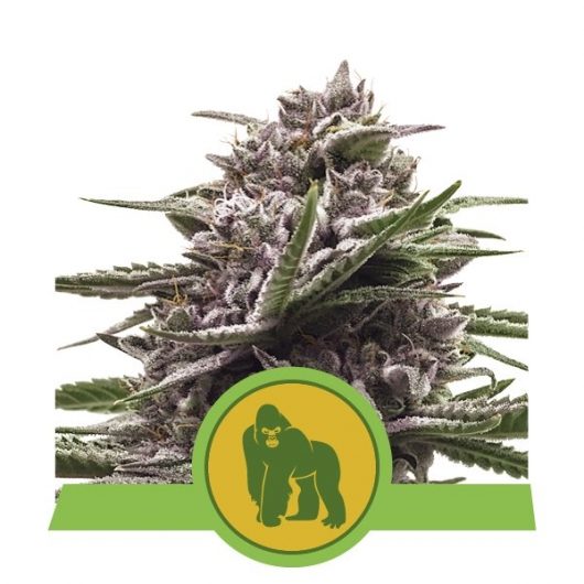 ROYAL GORILLA AUTO 3 semi femm Royal Queen seeds Santaplanta Grow Shop