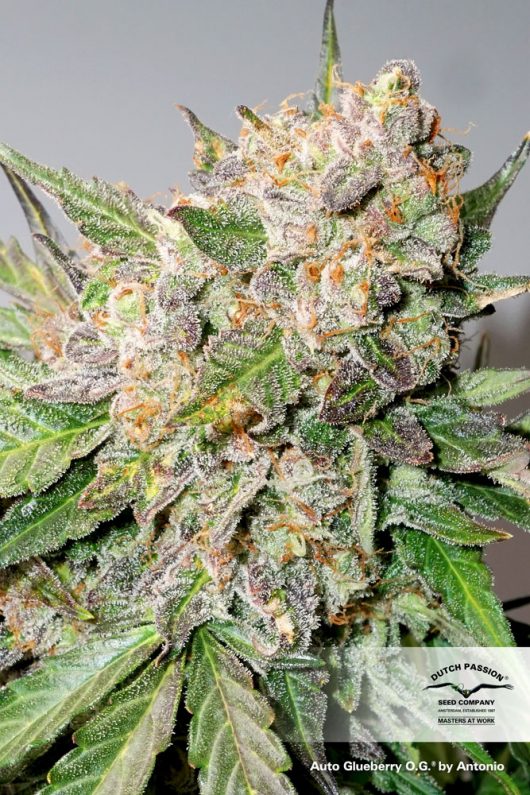 GLUEBERRY OG AUTO 1 seme femm Dutch Passion Santaplanta Grow Shop