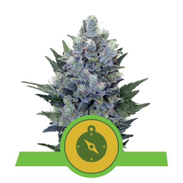 NORTHERN LIGHT AUTO 5 semi femm Royal Queen seeds Santaplanta Grow Shop