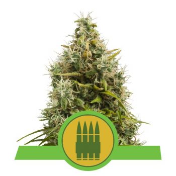 SUPER SKUNK AUTO 3 semi femm Sensi Seeds Santaplanta Grow Shop