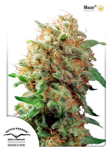 MAZAR 5 semi femm Dutch Passion Santaplanta Grow Shop