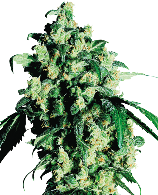 SUPER SKUNK 5 semi femm Sensi Seeds Santaplanta Grow Shop