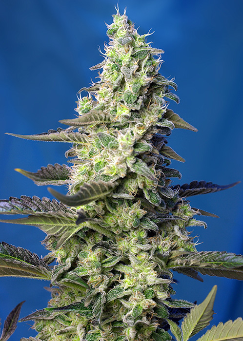 AUTO GREEN POISON XL- 3 semi femm Sweet Seeds Santaplanta Grow Shop