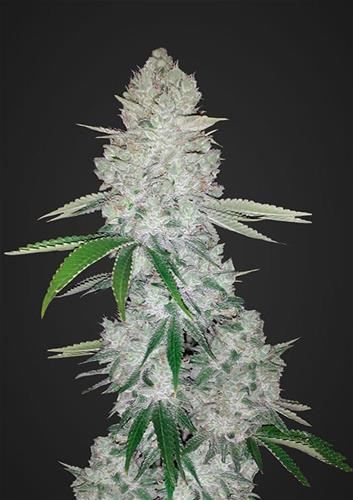 GORILLA GLUE AUTO- 3 semi femm Fast Bud Santaplanta Grow Shop