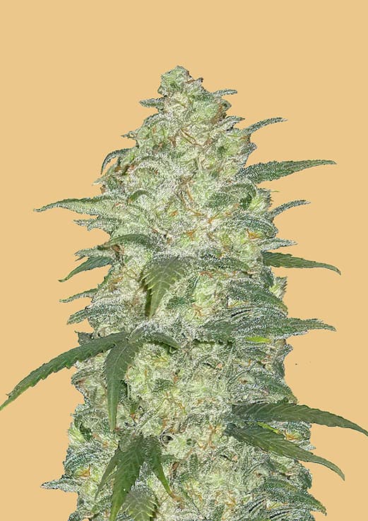 GORILLA AUTO- 3 semi femm 00 Seeds Santaplanta Grow Shop