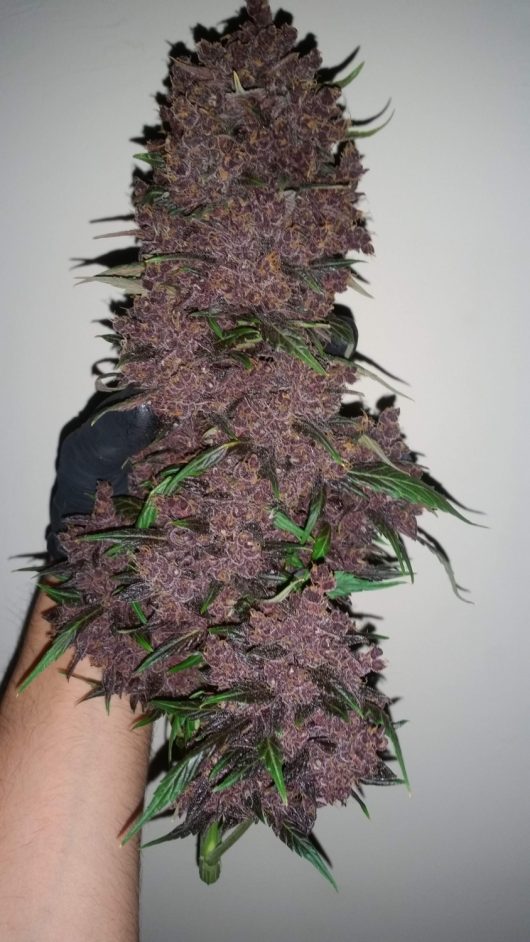 PURPLE LEMONADE AUTO- 3 semi femm Fast Bud Santaplanta Grow Shop