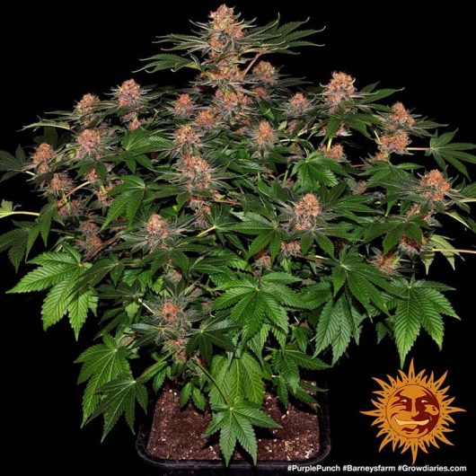 Acquista semi femminizzati Purple Punch Autoflower di Seed