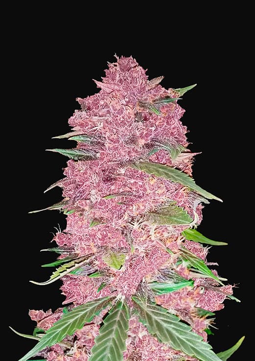 Purple Bud Semi Autofiorenti della White Label – Sensi Seeds