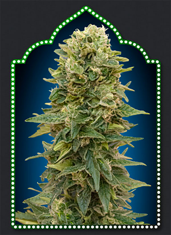 NORTHERN LIGHT AUTO 5 semi femm Royal Queen seeds Santaplanta Grow Shop