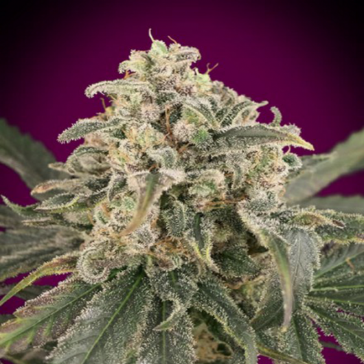 GORILLA AUTO- 3 semi femm 00 Seeds Santaplanta Grow Shop