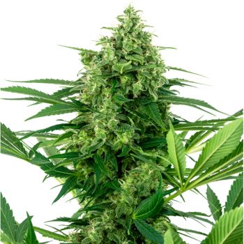 SKUNK#1 5 semi femm Sensi Seeds Santaplanta Grow Shop