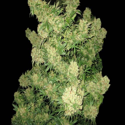 GORILLA AUTO- 3 semi femm 00 Seeds Santaplanta Grow Shop