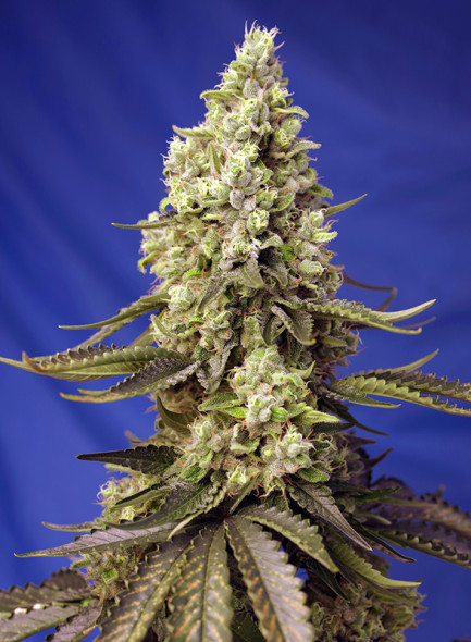 GORILLA AUTO- 3 semi femm 00 Seeds Santaplanta Grow Shop