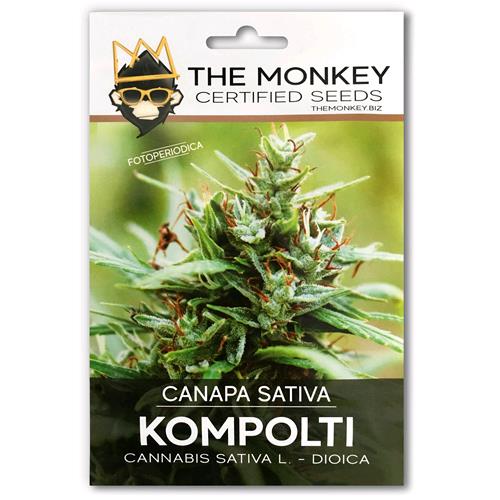 SEMI CANAPA CANNABIS SATIVA