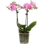 VASO PER ORCHIDEE CON FONDO RIALZATO BIANCO DIAMETRO CM 13 - Zambonin  Agricoltura