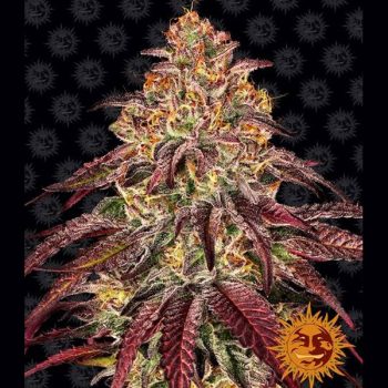 MIMOSA X ORANGE PUNCH™ AUTO 3 semi femm Barney's Farm