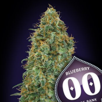 GORILLA AUTO- 3 semi femm 00 Seeds Santaplanta Grow Shop