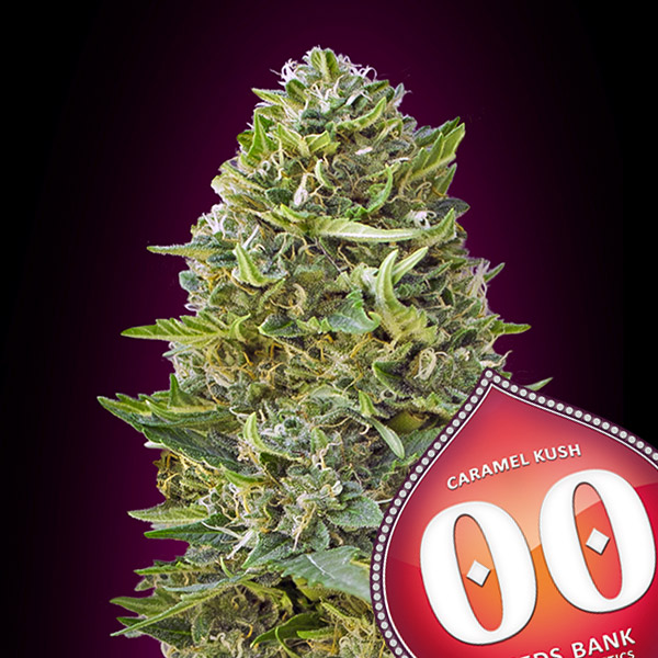 CARAMEL KUSH- 3 semi femm 00 Seeds Santaplanta Grow Shop