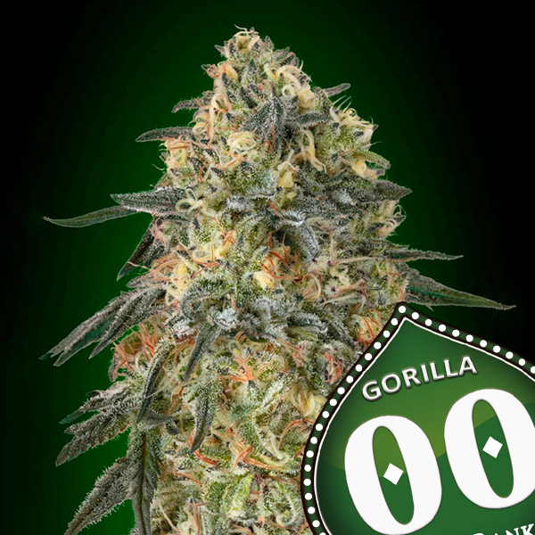 GORILLA AUTO- 3 semi femm 00 Seeds Santaplanta Grow Shop