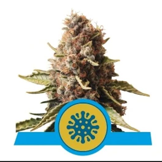 EUPHORIA CBD 1 seme femm Royal Queen seeds Santaplanta Grow Shop